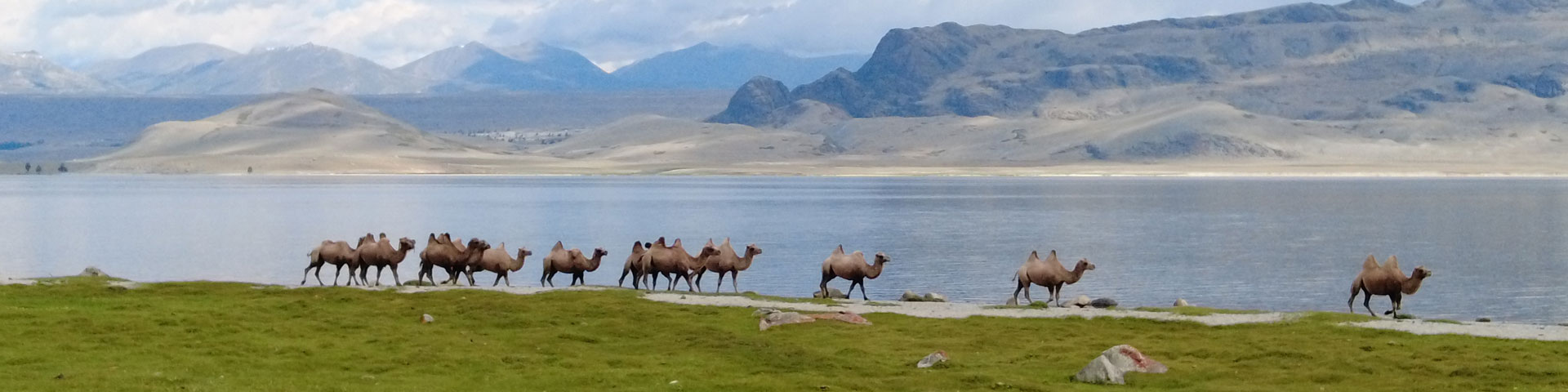 LANGYARNS Noble Nomads Chameaux en Mongolie